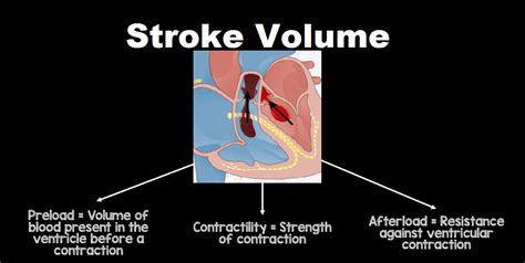 stroke volume is determined by.